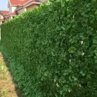 Business 11 image HEDGED IN LTD Shopping Centres in Stockport Gr