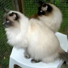 Business 1 image HEPPELTHWAITE Central Heating Services in Uxbridge Mi