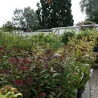 Business 44 image HILLIER GARDEN CENTRE HEMEL HEMPSTEAD Restaurants in Hemel Hempstead He
