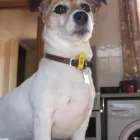 Business 3 image HOLIDAYS4DOGS Pet Services in Stockport Gr