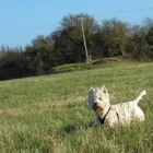 Business 7 image HOLIDAYS4DOGS Pet Services in Stockport Gr