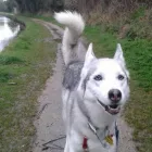 Business 8 image HOLIDAYS4DOGS Pet Services in Stockport Gr