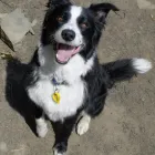 Business 9 image HOLIDAYS4DOGS Pet Services in Stockport Gr