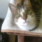 Business 1 image HONEYSMARQUEES Function Hire Services in Hayes Mi