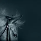 Business 1 image HORSE SCOUT Horse Supplies in CHRISTCHURCH Do