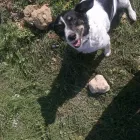Business 1 image HOUNDS DOG WALKING AND PET SERVICES Pets & Animals in Farnborough Ha