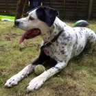 Business 3 image HOUNDS DOG WALKING AND PET SERVICES Pets & Animals in Farnborough Ha