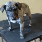 Business 7 image ICELAND FOODS LTD Supermarkets in Harrow Mi