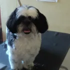 Business 9 image ICELAND FOODS LTD Supermarkets in Harrow Mi