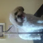 Business 10 image ICELAND FOODS LTD Supermarkets in Harrow Mi