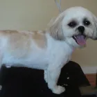 Business 11 image ICELAND FOODS LTD Supermarkets in Harrow Mi