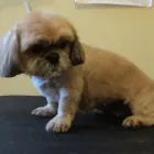 Business 12 image ICELAND FOODS LTD Supermarkets in Harrow Mi