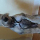 Business 2 image ICELAND FOODS LTD Supermarkets in Harrow Mi