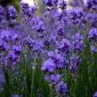 Business 1 image JANE PETERS Reflexology in Barry So