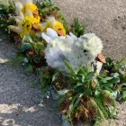 Business 10 image JO BETH FLORAL DESIGN Shopping & Retail in Derby De