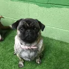 Business 4 image K-9 CABIN Pets & Animals in Manchester Gr