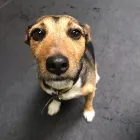 Business 6 image K-9 CABIN Pets & Animals in Manchester Gr