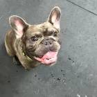 Business 9 image K-9 CABIN Pets & Animals in Manchester Gr