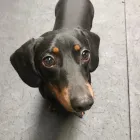 Business 10 image K-9 CABIN Pets & Animals in Manchester Gr