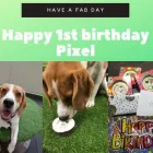 Business 14 image K-9 CABIN Pets & Animals in Manchester Gr