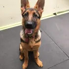 Business 16 image K-9 CABIN Pets & Animals in Manchester Gr