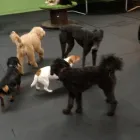 Business 18 image K-9 CABIN Pets & Animals in Manchester Gr