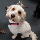 Business 22 image K-9 CABIN Pets & Animals in Manchester Gr