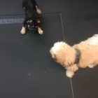 Business 24 image K-9 CABIN Pets & Animals in Manchester Gr