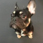 Business 25 image K-9 CABIN Pets & Animals in Manchester Gr