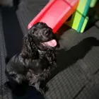 Business 26 image K-9 CABIN Pets & Animals in Manchester Gr