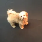 Business 27 image K-9 CABIN Pets & Animals in Manchester Gr