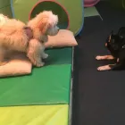 Business 29 image K-9 CABIN Pets & Animals in Manchester Gr