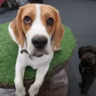 Business 32 image K-9 CABIN Pets & Animals in Manchester Gr