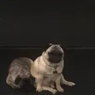 Business 34 image K-9 CABIN Pets & Animals in Manchester Gr