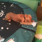 Business 35 image K-9 CABIN Pets & Animals in Manchester Gr