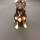 Business 36 image K-9 CABIN Pets & Animals in Manchester Gr