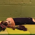 Business 39 image K-9 CABIN Pets & Animals in Manchester Gr