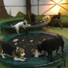 Business 44 image K-9 CABIN Pets & Animals in Manchester Gr