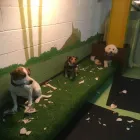 Business 45 image K-9 CABIN Pets & Animals in Manchester Gr