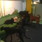 Business 46 image K-9 CABIN Pets & Animals in Manchester Gr