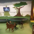 Business 47 image K-9 CABIN Pets & Animals in Manchester Gr