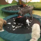 Business 49 image K-9 CABIN Pets & Animals in Manchester Gr