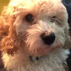 Business 51 image K-9 CABIN Pets & Animals in Manchester Gr