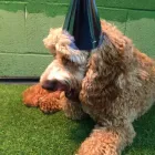 Business 53 image K-9 CABIN Pets & Animals in Manchester Gr