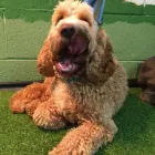 Business 56 image K-9 CABIN Pets & Animals in Manchester Gr