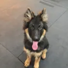 Business 59 image K-9 CABIN Pets & Animals in Manchester Gr