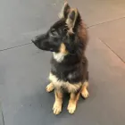 Business 63 image K-9 CABIN Pets & Animals in Manchester Gr