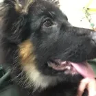 Business 64 image K-9 CABIN Pets & Animals in Manchester Gr