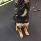 Business 65 image K-9 CABIN Pets & Animals in Manchester Gr