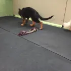 Business 67 image K-9 CABIN Pets & Animals in Manchester Gr